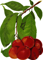Plums 2