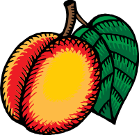nectarine