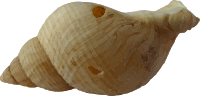 Sea shell 18