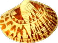 Sea shell 20