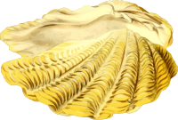 Sea shell 22