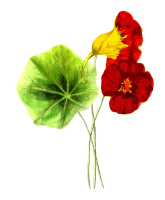 Nasturtiums
