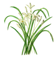 Snowdrops