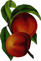 Elberta peach