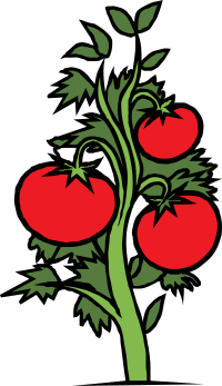 tomato plant