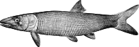 Isopholis Orthostomus