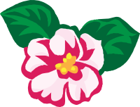 african violets