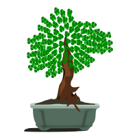 bonsai-12