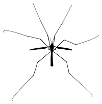 Insect Silhouette