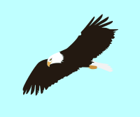 Soaring Eagle