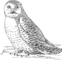 Owl 5
