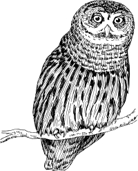 Owl 6
