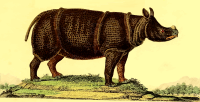 Rhinoceros 4