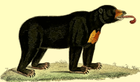Bear 2