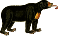 Bear 2 (isolated)