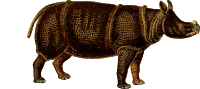 Rhinoceros 4 (isolated)