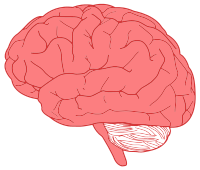 Brain Profile Optimized