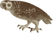 Tylluan | Owl