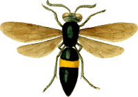Stizus unicinctus