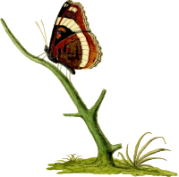 Limenitis arthemis
