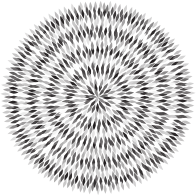 Grayscale Abstract Flower Petals