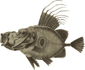 Doree - Pysgodyn | Fish