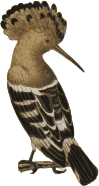 Hoopoe