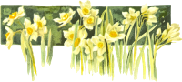 Narcissi