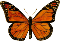 Monarch butterfly