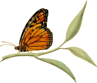 Monarch butterfly 2