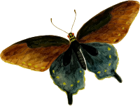 Pipevine swallowtail