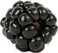 Blackberry