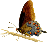 Pipevine swallowtail 2