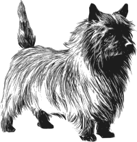 Cairn terrier