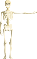 Skeleton