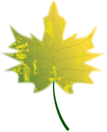 Autumn Leaf 6