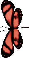 Butterfly 12