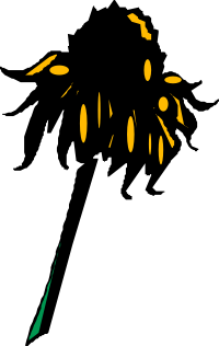 Flower (Rudbeckia)