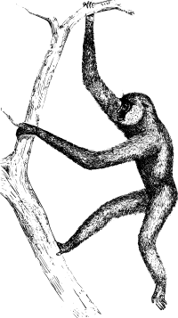 Gibbon