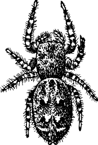 Pelegrina aestivalis