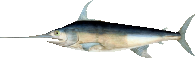 Swordfish 3