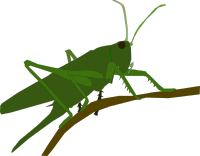 Grasshopper