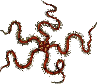 Brittle star