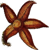 Star fish 2
