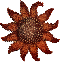 Sun star