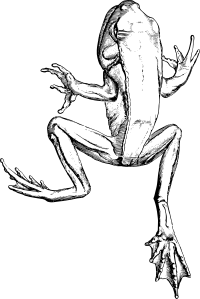 Clinotarsus