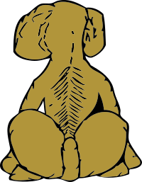 dog rear view