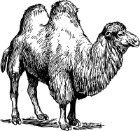 Camel 02