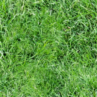 Grass 2