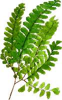 Adiantum Oatesii